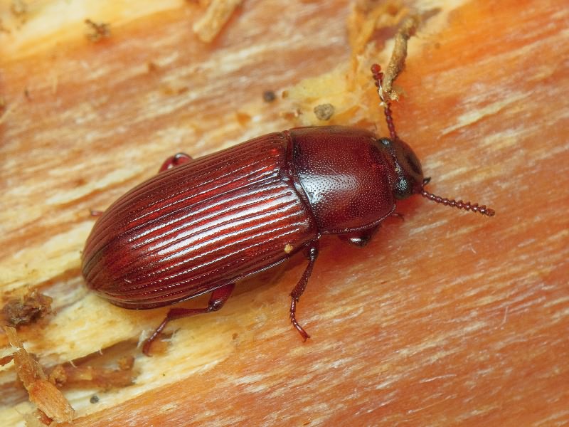 Uloma rufa (Piller & Mitterpacher, 1783)